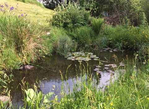 Garden pond