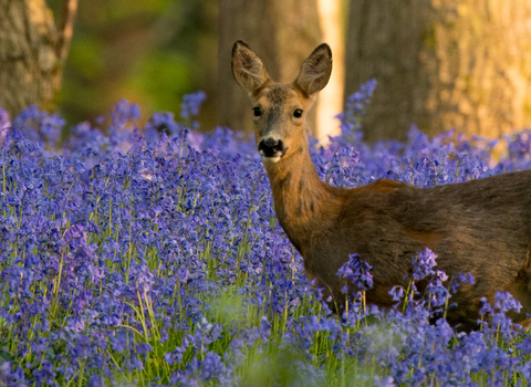 deer in bluebells