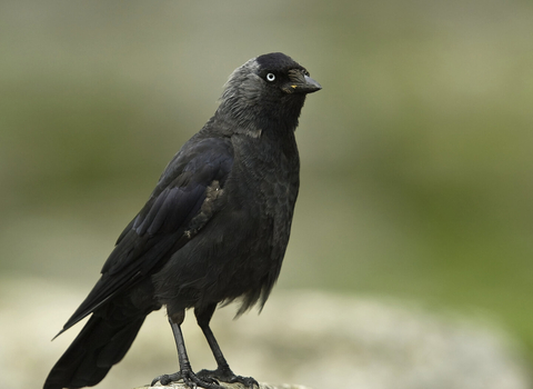 Identify Crows | Wildlife Watch